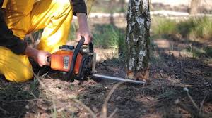 Best Tree and Shrub Care  in Woodlawn, VA
