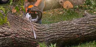 Best Tree Mulching  in Woodlawn, VA
