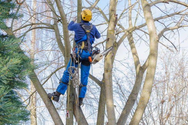 Best Tree Cabling and Bracing  in Woodlawn, VA