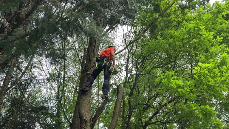 Best Tree Disease Treatment  in Woodlawn, VA
