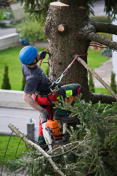 Best Root Management and Removal  in Woodlawn, VA