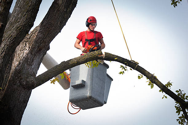 Best Fruit Tree Pruning  in Woodlawn, VA
