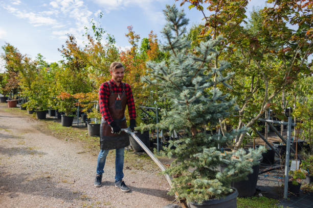 Best Tree Mulching  in Woodlawn, VA