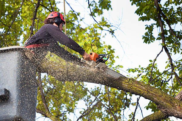 Best Palm Tree Trimming  in Woodlawn, VA