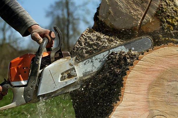 Reliable Woodlawn, VA Tree Services Solutions