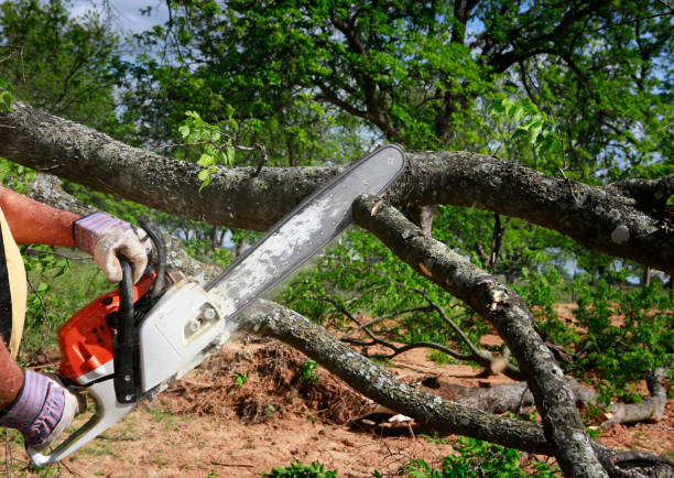 Best Commercial Tree Services  in Woodlawn, VA